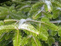 Leigh Sinton Christmas Trees 256012 Image 4